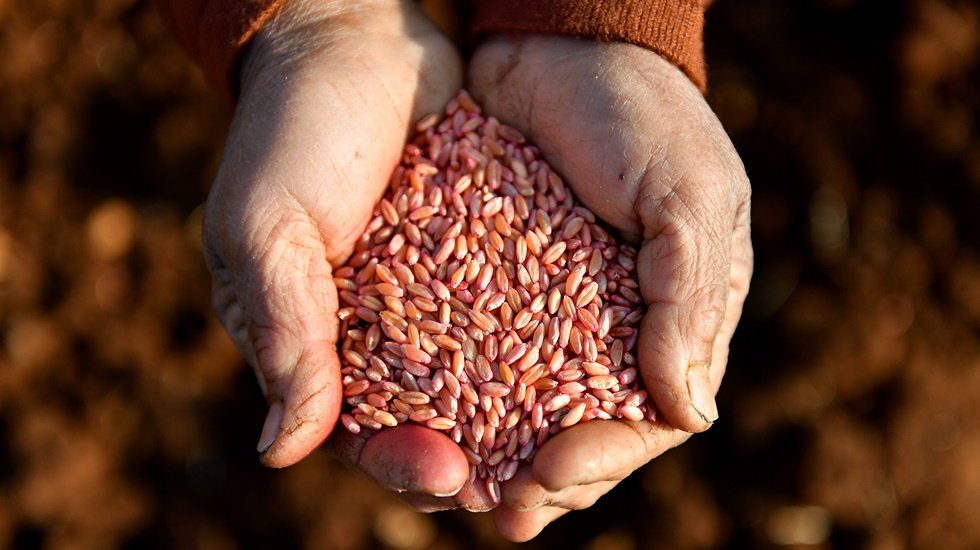 Atalık buğday &ccedil;eşitleri gelecek nesillere aktarılıyor