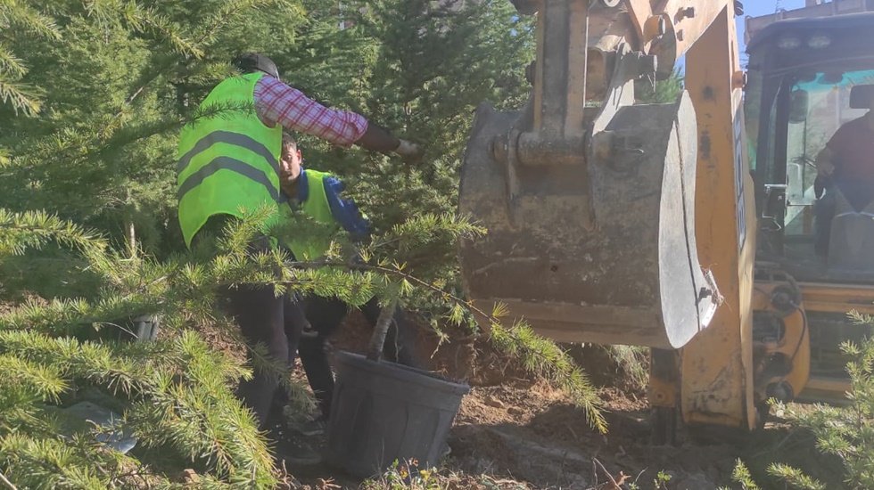 İzmit&rsquo;te s&ouml;k&uuml;len ağa&ccedil;lara yeniden can veriliyor