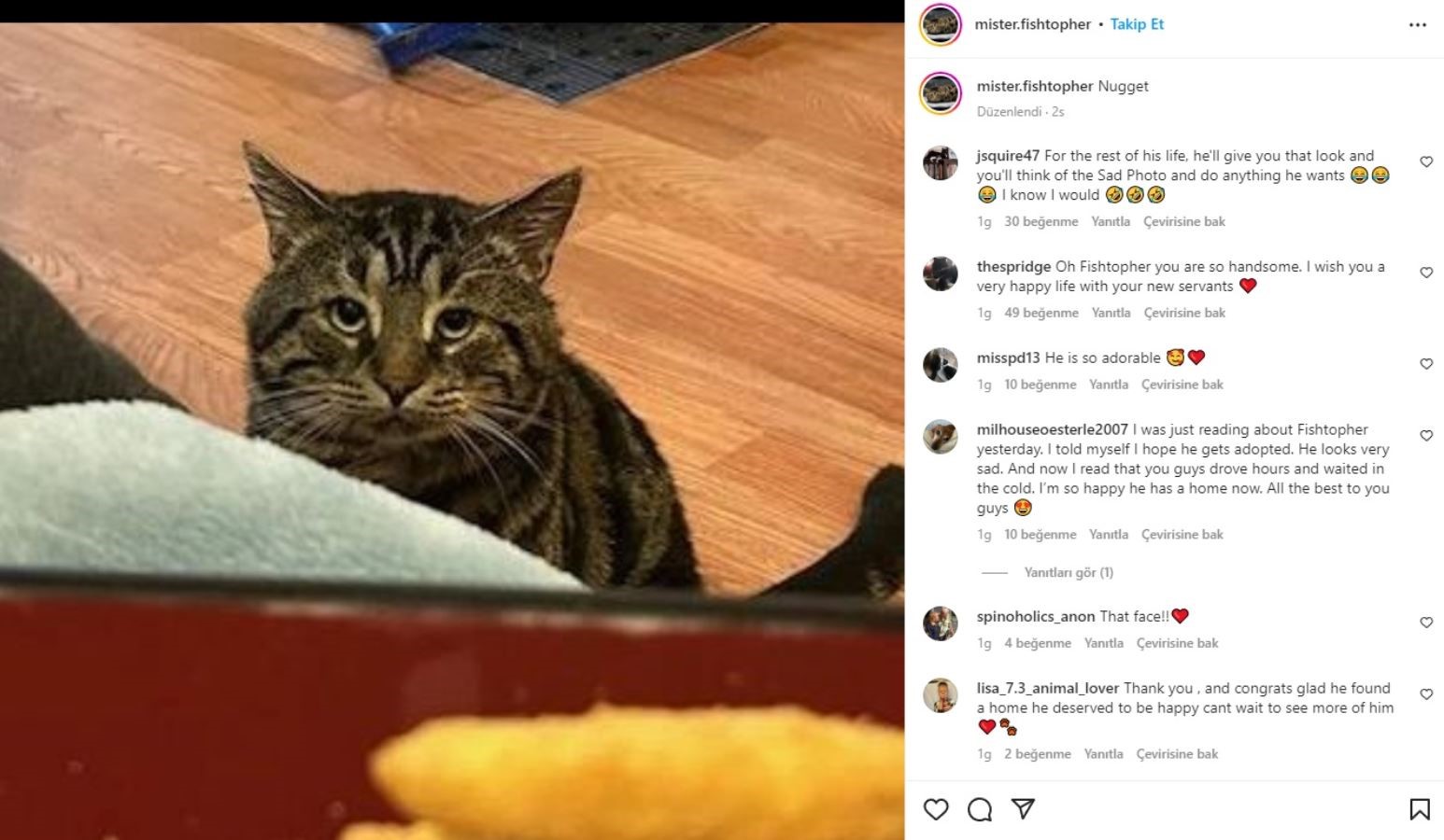 https://yenisoluk.com/uploads/2022/11/kedi