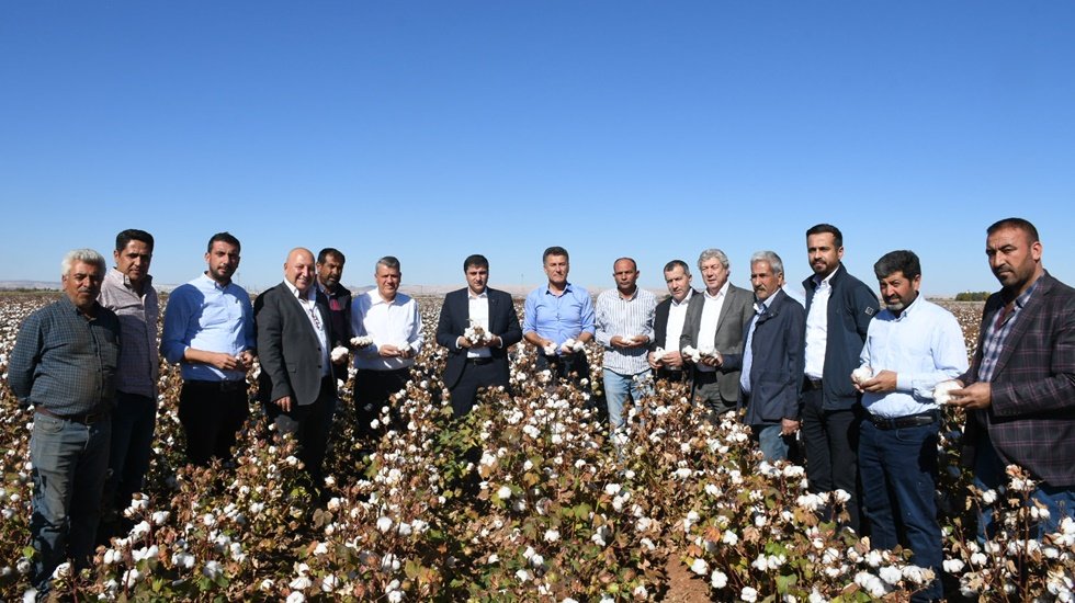 Pamuk &uuml;reticisi feryat ediyor: "Maliyeti 15 lira olan pamuk 11 liradan satılıyor"