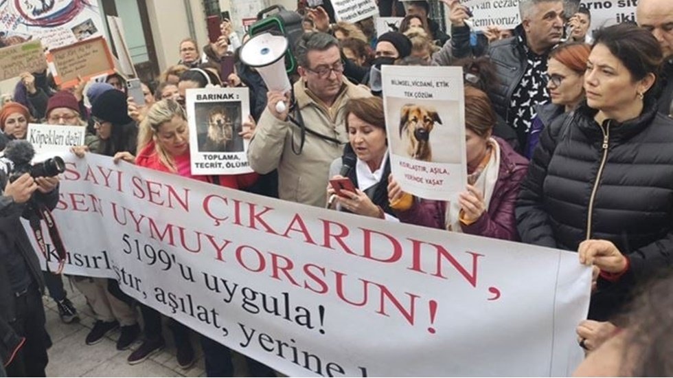 81 ilde eşzamanlı hayvan hakları eylemi...