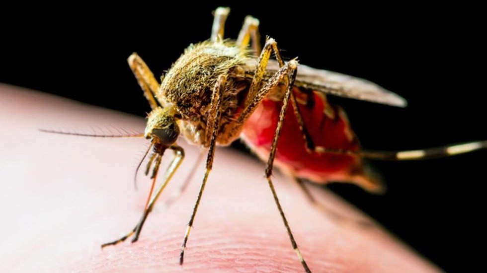 Geleceğin büyük salgınları: Dang Humması, Chikungunya ve İnfluenza A H1N1 virüsleri