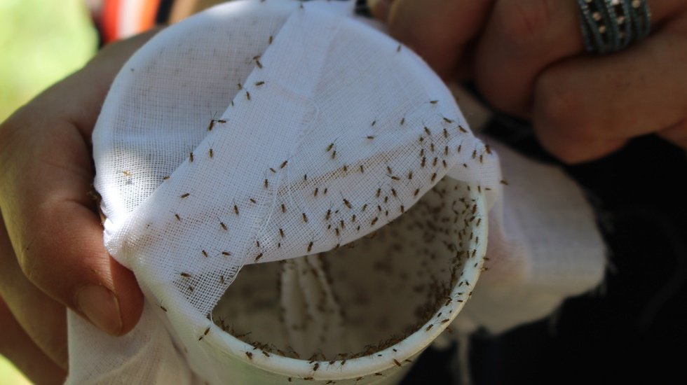 B&uuml;y&uuml;kşehir&rsquo;den ağa&ccedil;ları korumak i&ccedil;in &uuml;reticiye b&ouml;cek desteği