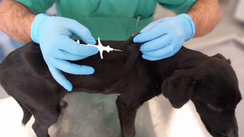 İzmir&rsquo;de binlerce sokak k&ouml;peğine mikro&ccedil;ip takıldı