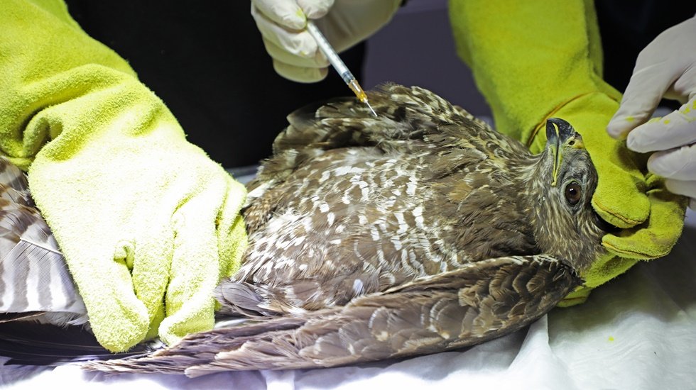 Nesli t&uuml;kenmekte olan kara akbaba tedavi altında