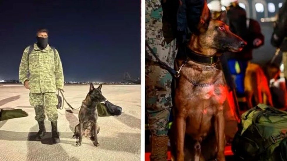 Meksika&rsquo;dan gelen arama-kurtarma k&ouml;peği Proteo, hayatını kaybetti