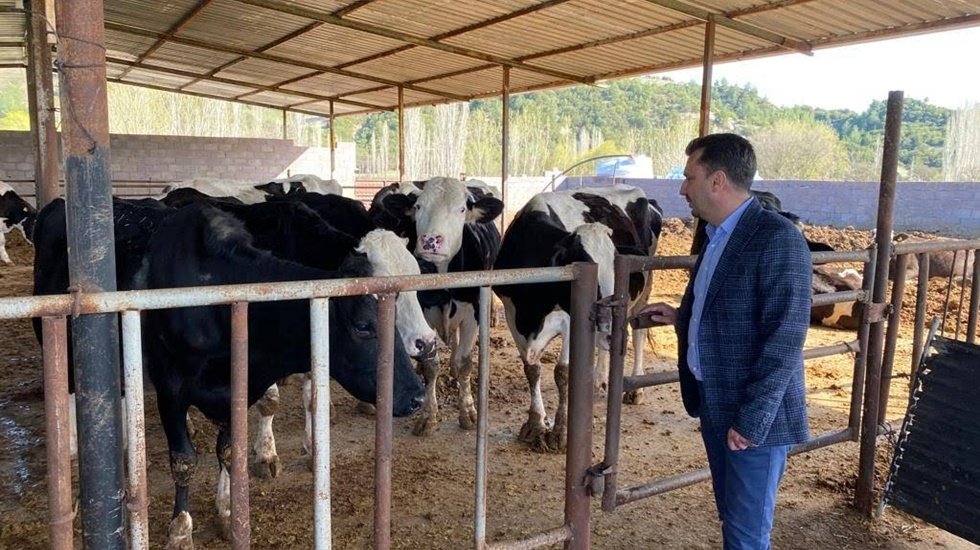 Bunca sıkıntı yetmezmiş gibi şimdi de şap hastalığı salgını &ccedil;ıktı...