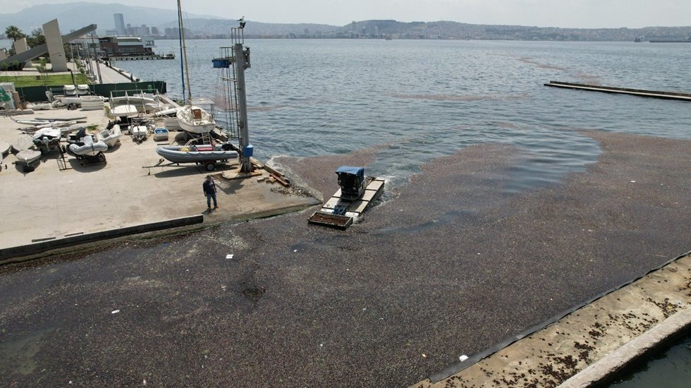 Bostanlı sahilinde deniz marulu  ve kırmızı alglerin temizliği...