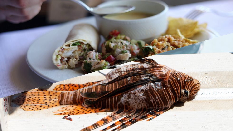 Aslan balığı n&uuml;fus artışını yavaşlatacak sorununu mutfakta &ccedil;&ouml;zmek&hellip;