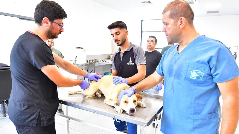 İzmir&rsquo;de bir yılda 25 bin sokak hayvanı kısırlaştırıldı
