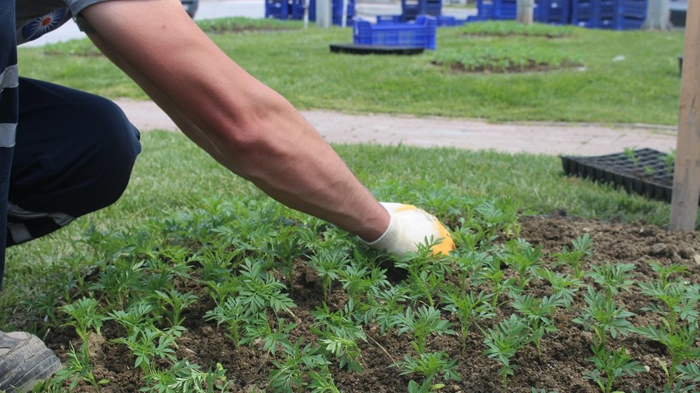 Korkuteli &ccedil;i&ccedil;eklerle renklendi