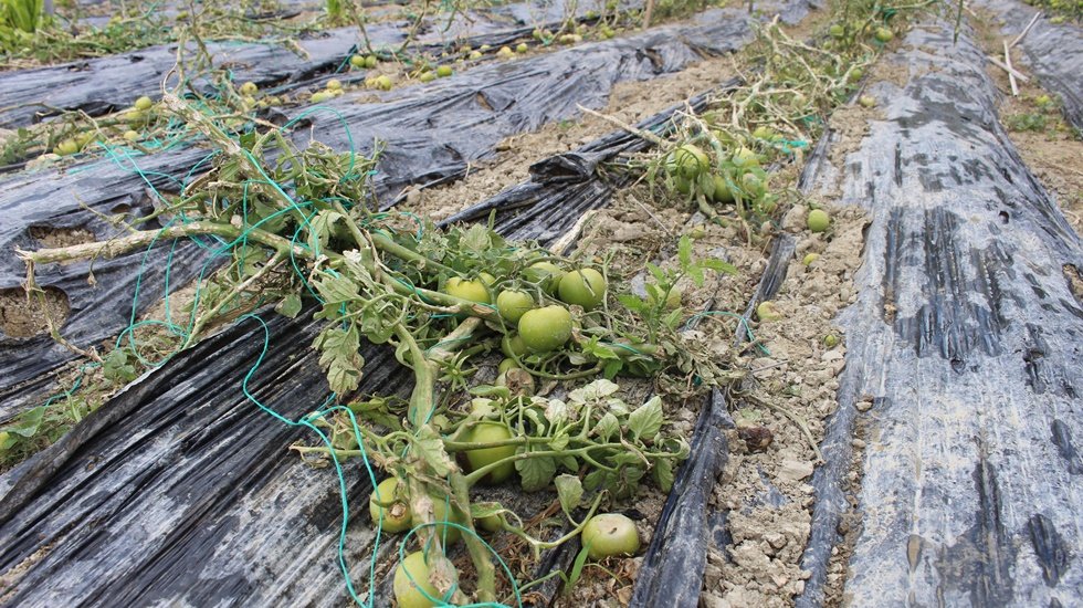 Seraları hortum ve dolu vurdu