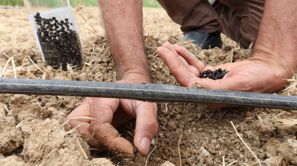 Tohumdan tezgaha tarımsal destek