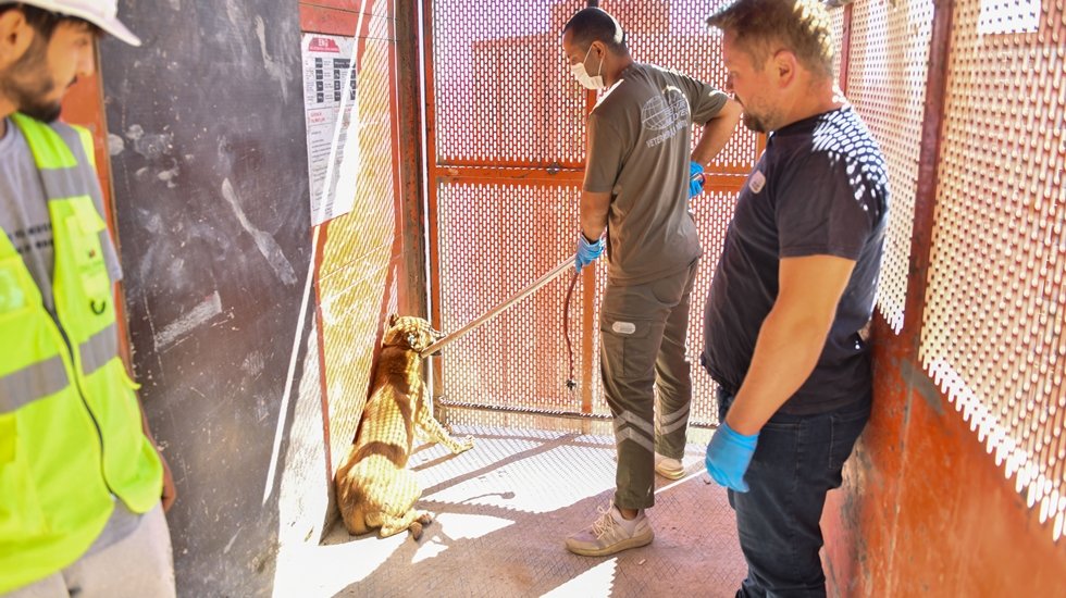 Esenyurt’ta bir inşaatın 41’inci katında mahsur kalan köpek kurtarıldı
