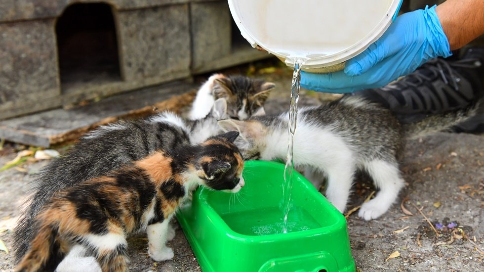 Hava sıcaklıkları nedeniyle sokak hayvanları susuz kalmasın...