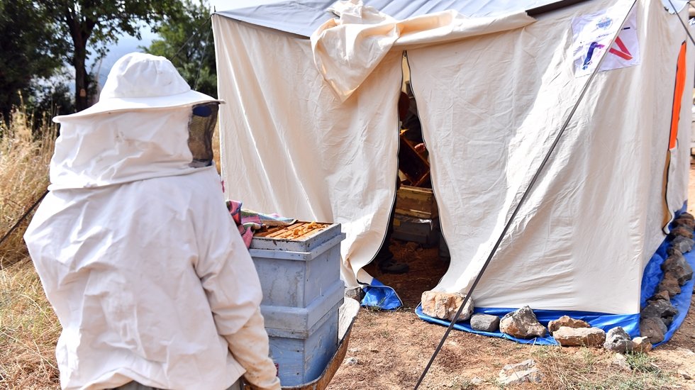 Arıcılar, ballarını artık g&uuml;venli &ccedil;adırlarda sağacak