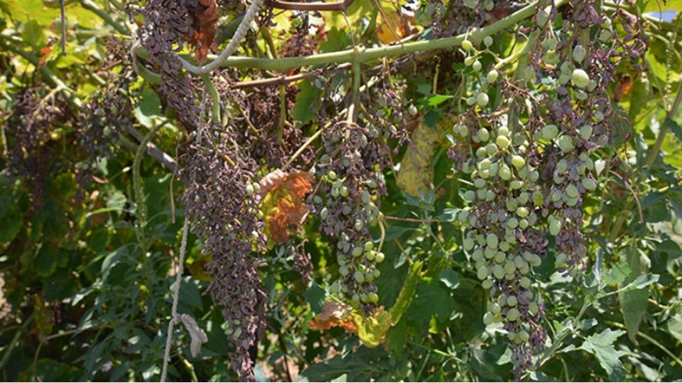 Bağları mildiy&ouml; hastalığı vurdu