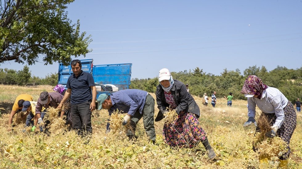 B&uuml;y&uuml;kşehir&rsquo;de &uuml;reticiye tohum, fide, fidan, ekipman ve ila&ccedil; desteği...