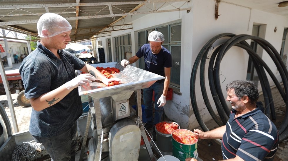 Efes Sel&ccedil;uk'ta domattan sal&ccedil;aya gelenekselleşen iş birliği