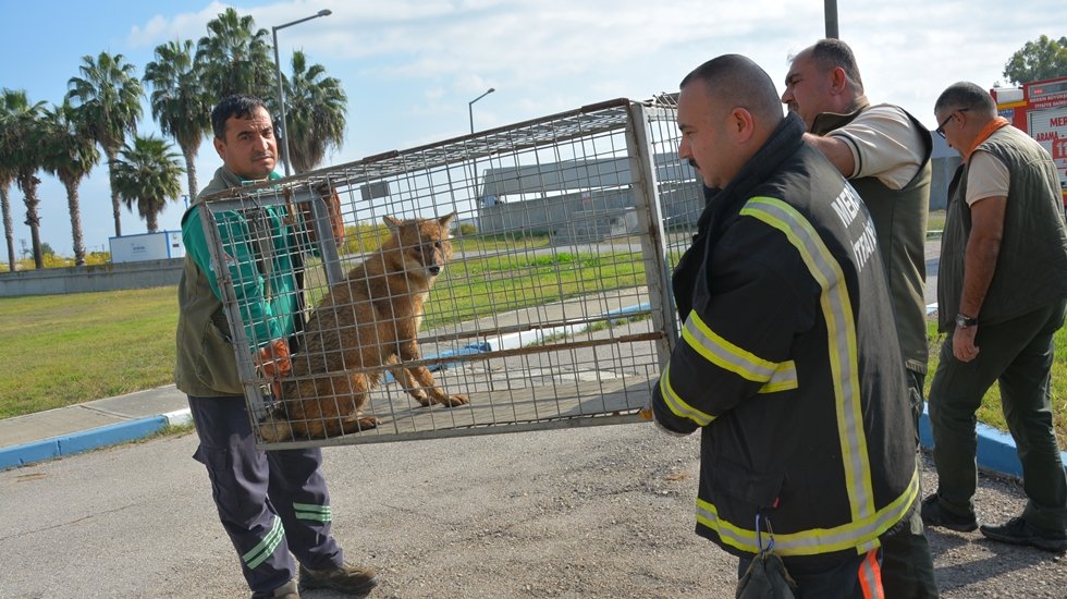 Farklı t&uuml;rlerden binlerce hayvanın yaşam alanı; Tarsus Doğa Parkı...