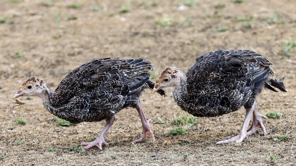 Hindiler &ccedil;ekirge istilasını sona erdirecek