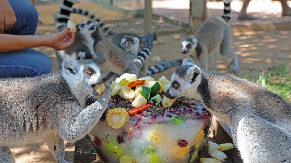 Sıcaktan bunalan sevimli hayvanlara buzlu meyve servisi