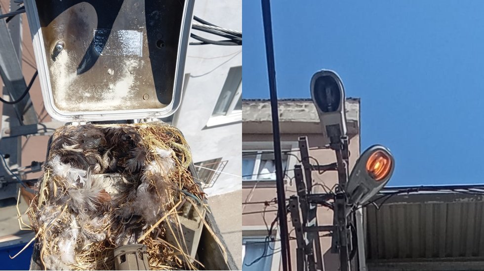 Sokak lambasındaki kuş yuvası g&ouml;renleri şaşırttı