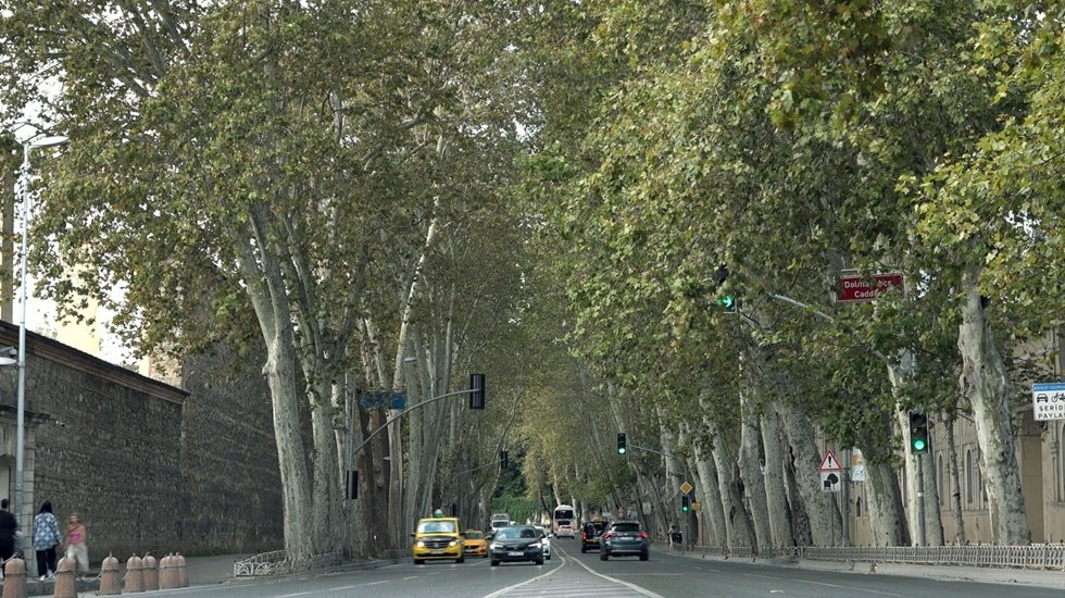 Dolmabahçe ve Çırağan Caddelerindeki sağlıksız ağaçlar çınar ağaçları yenilendi