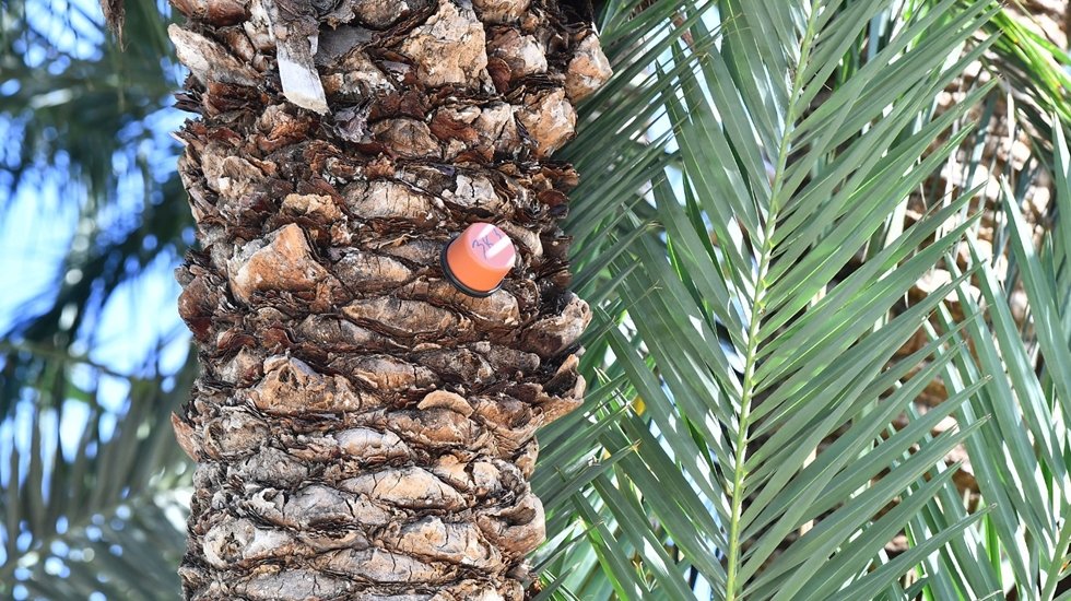 Kırmızı palmiye b&ouml;ceğine karşı alarm sistemi