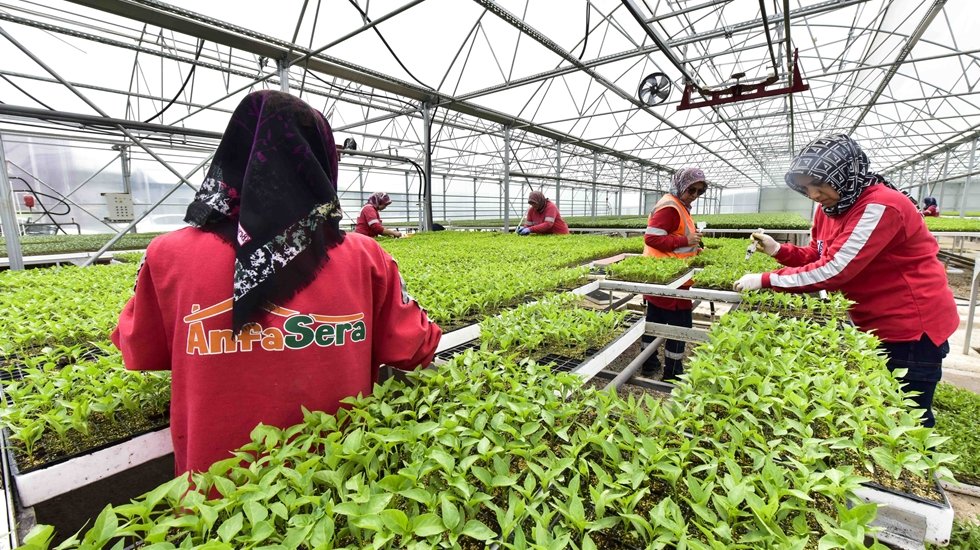 ABB Beypazarı&rsquo;nda kurulan 2 dev serada kendi bitki ve &ccedil;i&ccedil;eğini &uuml;retiyor.&nbsp;