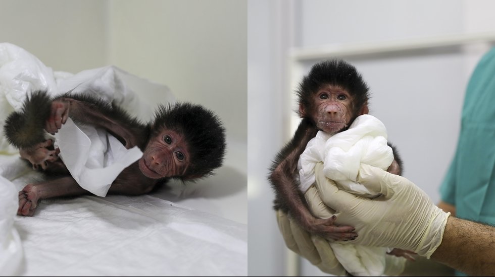 Annesinin kabul etmediği babun yavrusu Limon&rsquo;a B&uuml;y&uuml;kşehir ekipleri bakıyor