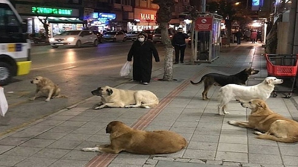 İstanbul Veteriner Hekimler Odası, sokak hayvanlarının saldırılarıyla ilgili su&ccedil;lu ilan edilmelerine tepki g&ouml;sterdi