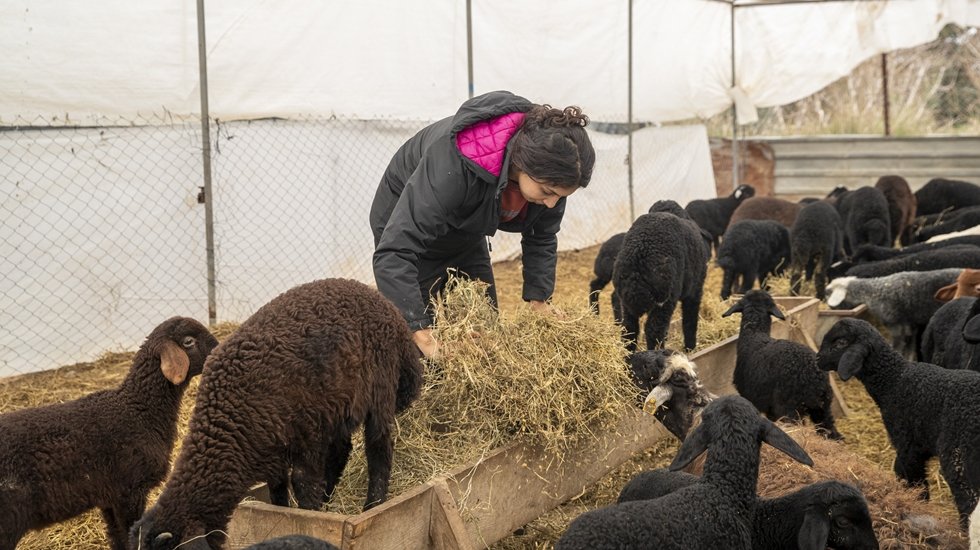 Başka s&uuml;r&uuml;lere &ccedil;obanlık yaparken kendi s&uuml;r&uuml;lerinin sahibi oldular