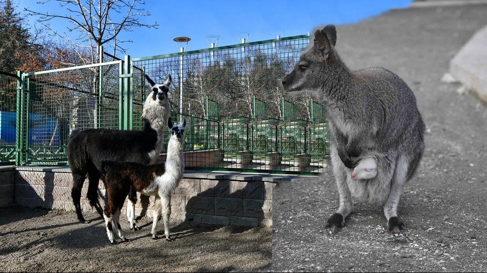 Yavru lama ve albino kanguru &ccedil;ocukların ilgi odağı