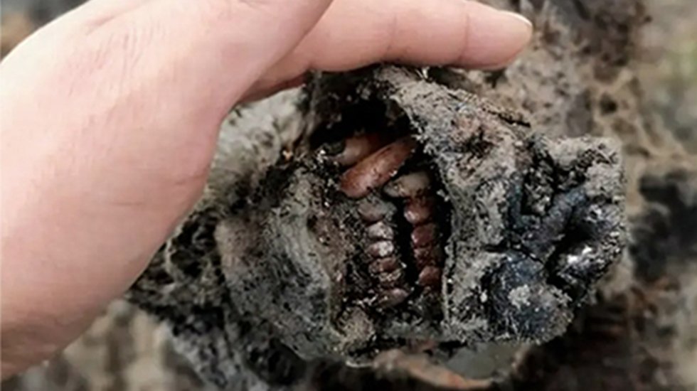 Yer kabuğunun derinliklerinde zombi bakterileri bulundu