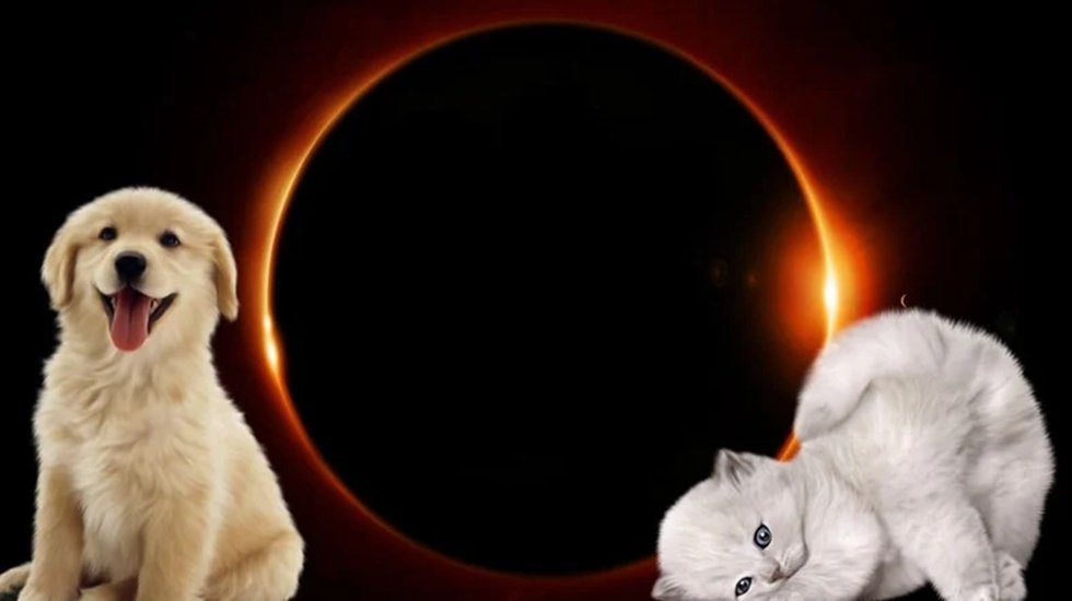 G&uuml;neş tutulması sırasında evcil hayvan besleyenlere uyarı