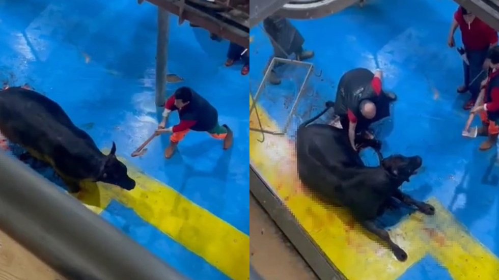 Et entegre tesisinde hayvana işkence yaparak kesim yapan 5 kişiye tutuklama