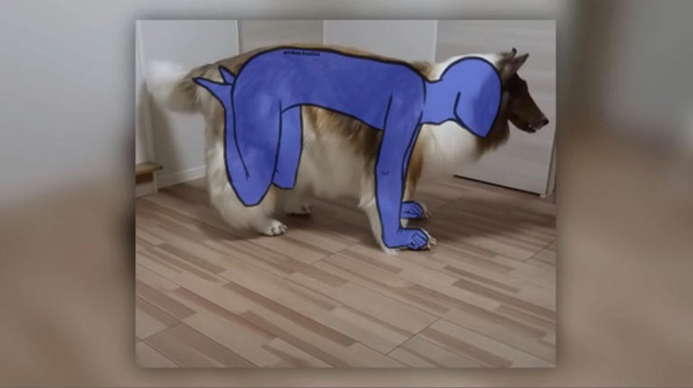 Köpeğe dönüşmek için 500 bin TL harcayan Toco’nun yeni hedefi başka bir hayvan olmak!