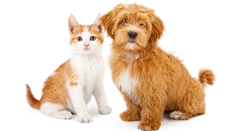 Evde kedi - köpek kavgasına son vermek mümkün mü?
