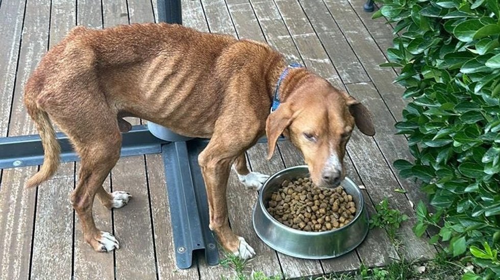 Güney ailesi işkenceye uğramış sokak köpeğine yeni yuva buldu