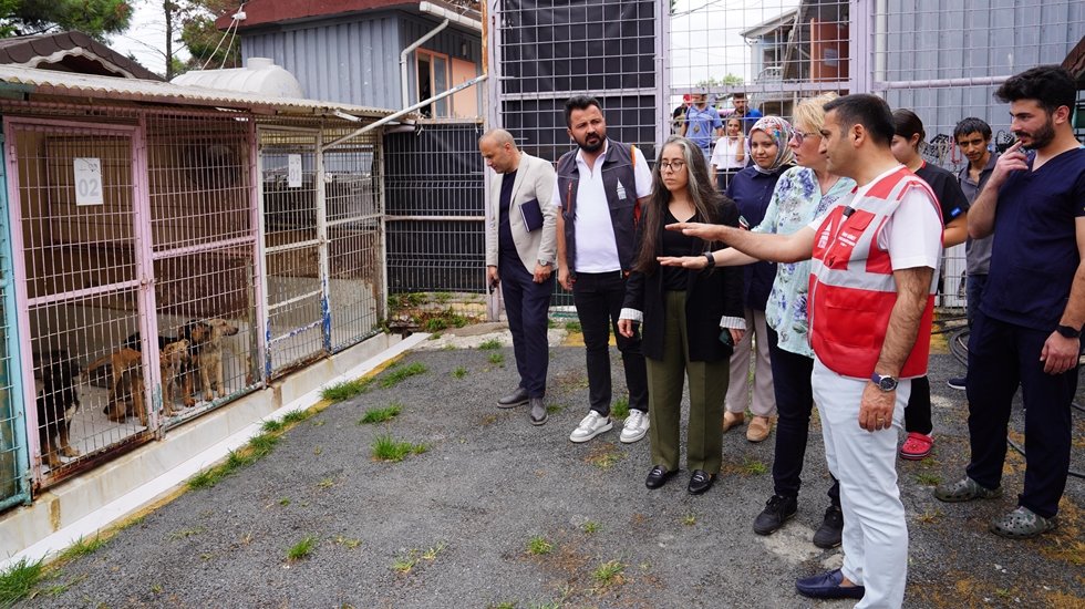 Beyoğlu Belediyesi'nden sokak hayvanları için işbirliği