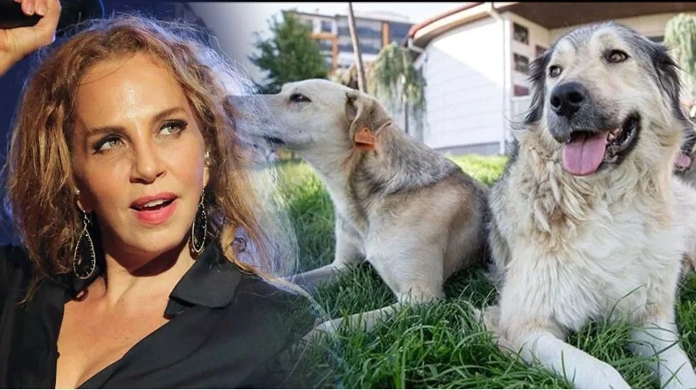 Sertab Erener'den AKP'ye ötanazi tepkisi: "Bedelini hayvanlara ödetmemeliyiz"