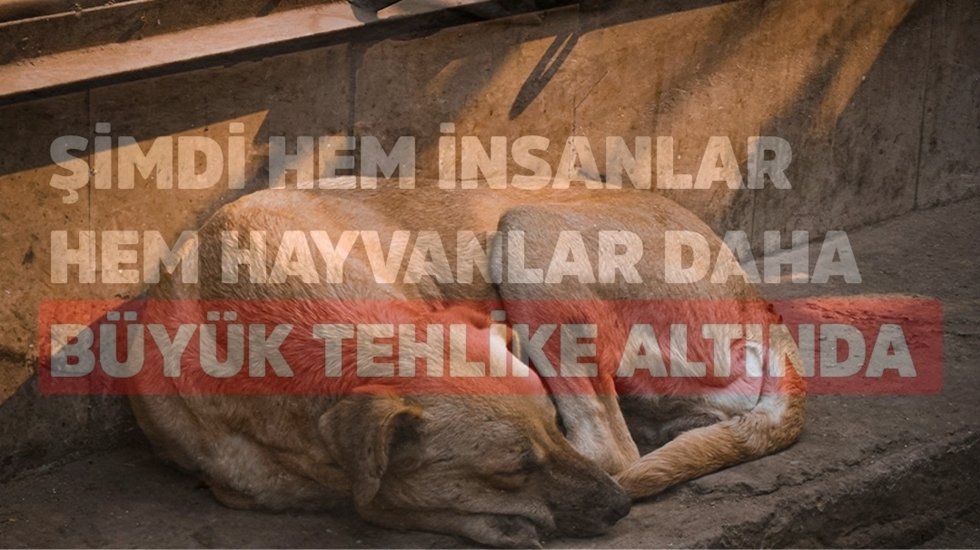 Şimdi hem insanlar hem hayvanlar daha b&uuml;y&uuml;k tehlike altında