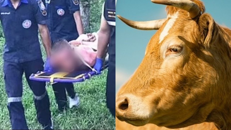 Hayvana 'cinsel tacizde' bulunduğu öne sürülen şahıs ormanda boynuzlandı…