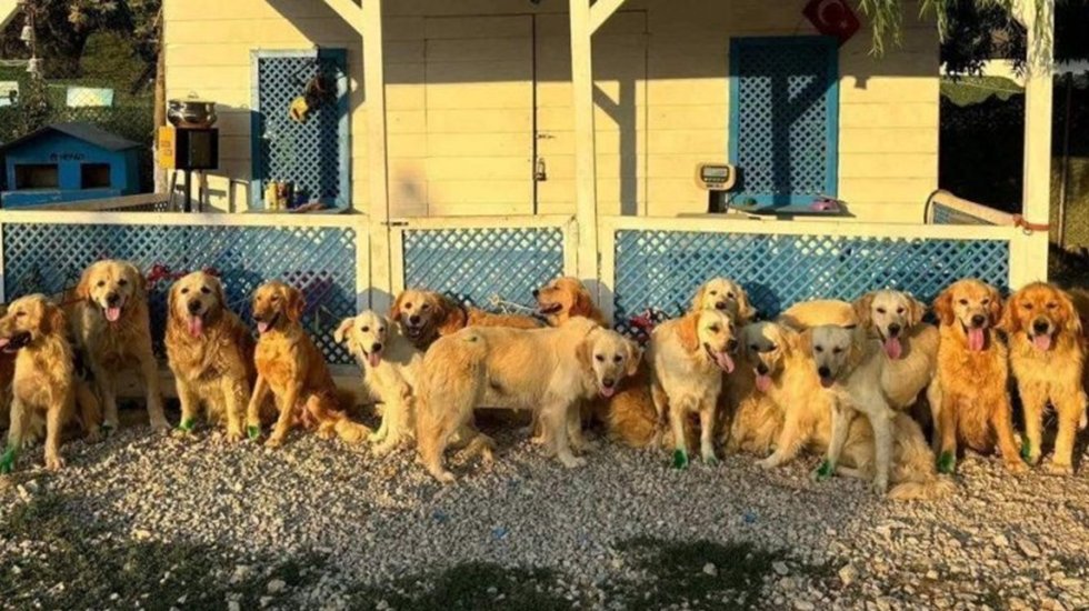 İngiliz yardım kuruluşundan Türkiye'deki sokak köpekleri için 'kurtarma projesi'