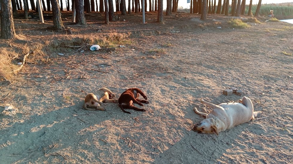 Silivri'de zehirlenmiş k&ouml;pekler bulundu!