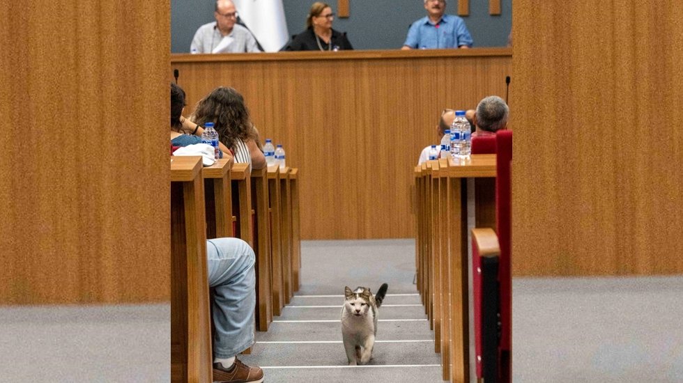 Sokak hayvanları ile ilgili yapılacak &ccedil;alışmaların ele alındığı toplantıya kedi girdi...