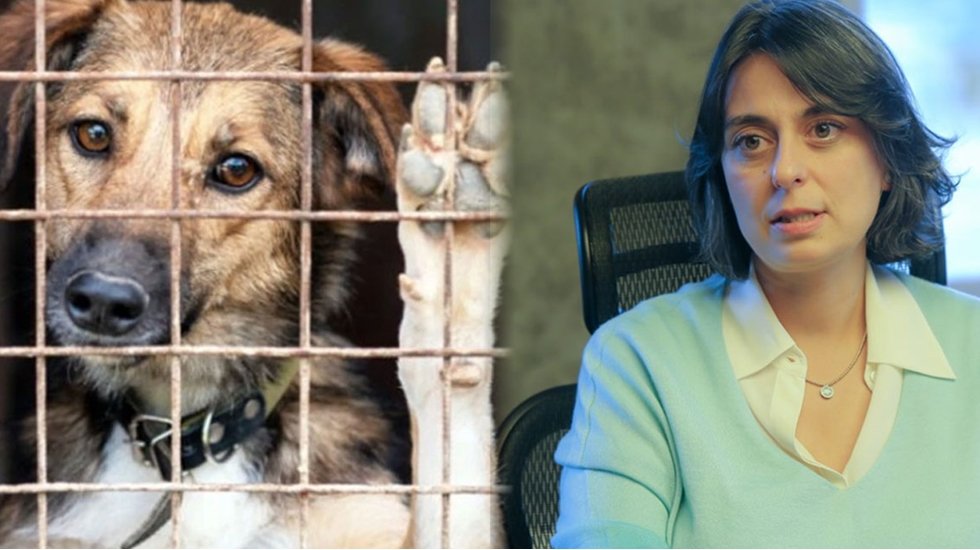 &Uuml;sk&uuml;dar Belediye Başkanı Dedetaş, sokak hayvanlarına y&ouml;nelik yeni projelerini a&ccedil;ıkladı