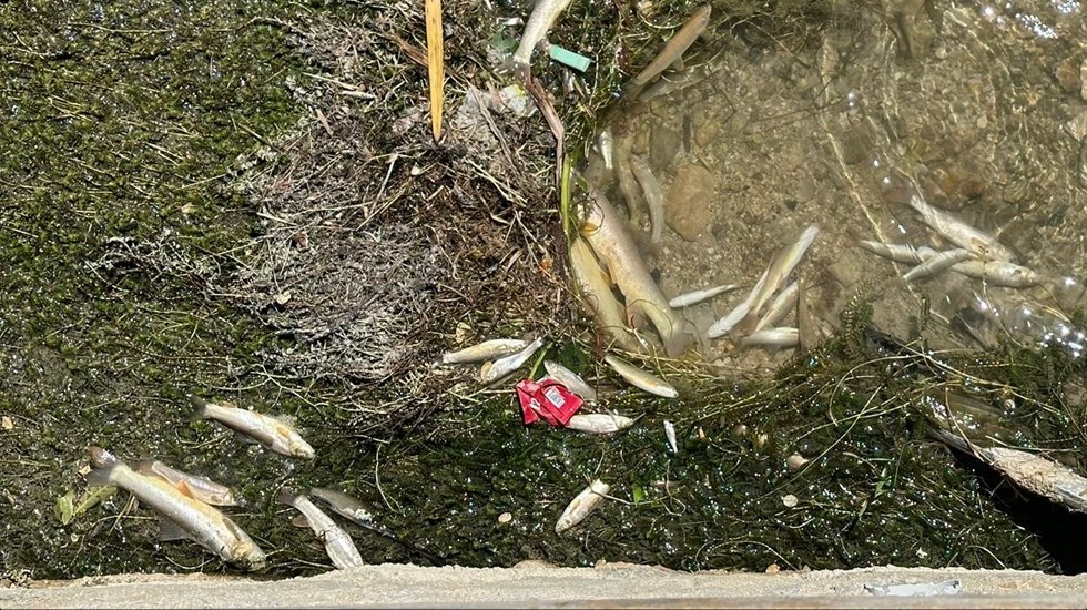 Balık &ouml;l&uuml;mleri de &ldquo;faili me&ccedil;hul&rdquo;