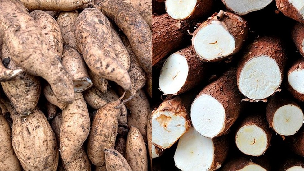 Vücutta hastalık bırakmayan ekmek gibi tüketilen sebze: Yiyen doktora hasret kalıyor...